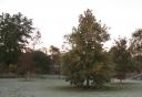 Frost around Trees
