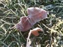 First Frost