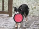 Maggie and our first snow of the season