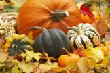 pumpkin1.jpg