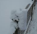 snowycocorahs.jpg