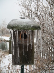 Bird house covered with ice