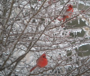 Cardinals in tree