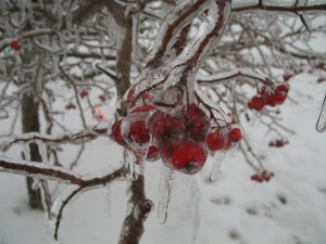 Washington Hawthorn Tree