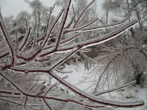Ice on shrubs