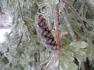 Pine cone and pine needles encased in ice
