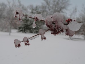 Snow on Maple Tree